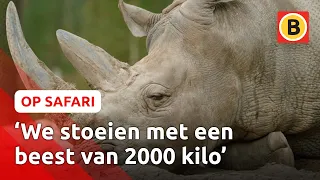 Ingreep met slijptol nodig bij deze neushoorn 🦏 | Op Safari