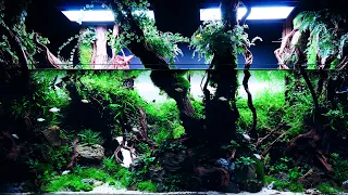 Our BREATHTAKING 450-liter JUNGLE Aquascape - 4K Cinematic