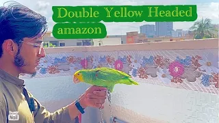 Double Yellow Headed Amazon details