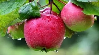 Study: Apples may make ladies enjoy sex more