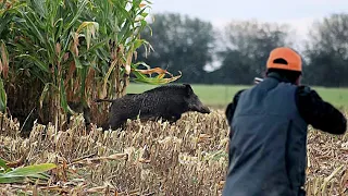 TOP 10  WILD BOAR HUNTING || Best Scenes ||SEASON: 2022 - PART 3