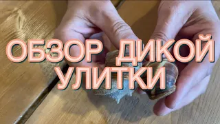 КАК очень ПРОСТО отличить дикую улитку  lucorum (горная) от дикой улитки pomatia (виноградная)?