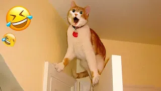 😂😂 Funniest Cats and Dogs Videos 😻😂 Funny And Cute Animal Videos 2024 # 17