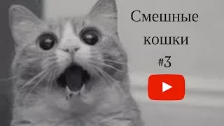 Смешные кошки приколы про кошек и котов 2017 #3