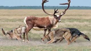 Волки Окружили Оленя! Вот Что Было Дальше.... Редкие Сражения Животных , Снятые на Камеру