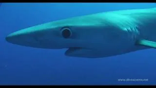 Diving with Blue Sharks - Azores - Mergulho com tubarões nos Açores