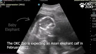 Asian Elephant Ultrasound