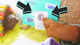 Cage Cleaning | New Decorations | Package From @ScottysAnimals