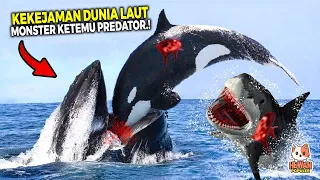 Semua Monster Laut di Libas! Inilah Perlawanan Brutal Paus Orca Saat Bertarung Dengan Predator Ganas