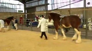 Scotland Clydesdale Horse