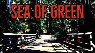 ''Sea of Green'' | BRILLIANT NEW EXCLUSIVE MICHAEL WHITEHOUSE CREEPYPASTA
