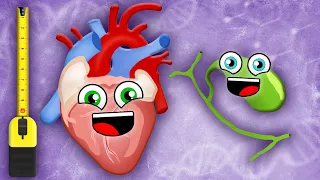 Smallest To Largest Systems In Your Body! | Human Body Songs For Kids | KLT Anatomy