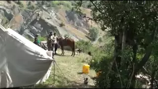 Tajik shepherd dogs atack a stranger  on the horse.