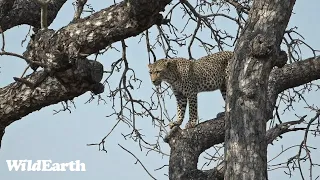 WildEarth - Sunrise Safari -  11 September 2023