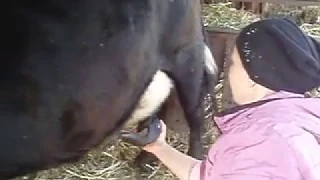 Как снять отек вымени у коров.