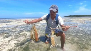 Hunting Mantis Shrimp in Tropical Island - Catch & Cook Camping on a Remote Island