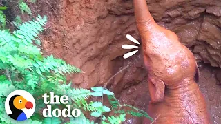 Baby Elephant's Family Comes Charging In To Thank Rescuers | The Dodo