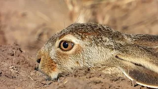 Hares - always keep your eyes open / Зайцы. Вся жизнь начеку