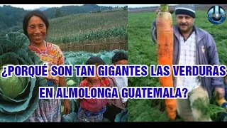VEGETALES GIGANTES DE ALMOLONGA GUATEMALA