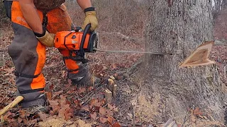 How to Safely Cut Down a Big Tree - Traditional Cut VS Bore Cut