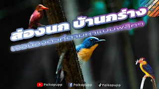 Birding at Baan Klang , Thailand - Pai Ka PuPP