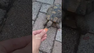 wake up turtle it's breakfast time