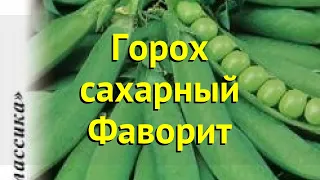 Горох сахарный. Краткий обзор, описание характеристик, где купить семена pisum sativum Фаворит