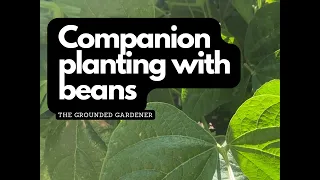 Beans as a Companion Plant