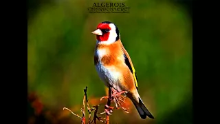 Wild goldfinch song from Algeria تغريد الحسون الخلوي الجزائري