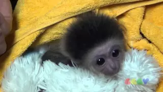 귀여운 아기 원숭이 ( Cute Baby Monkey )