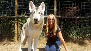 LARGE WOLFDOGS