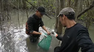 2 Days Săn Bầy Cua Cúm Trong Rừng Ngập Mặn Day and night in the mangroves Survival