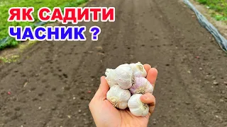 Технологія вирощування часнику на городі )