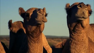 Camel Herding with a Chopper - Australia with Simon Reeve - BBC