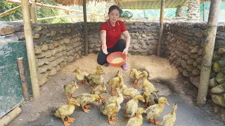 Repair And Rebuild Ducks Coop - Go To The Village Market Buy Ducklings To Raise, Daily Farm