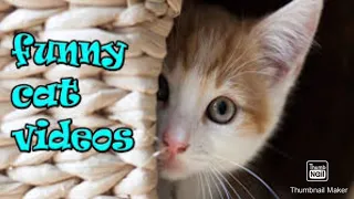 OMG Animals SOO Cute! AWW Cute baby animals Videos Compilation CUTEST moment of the animals #9