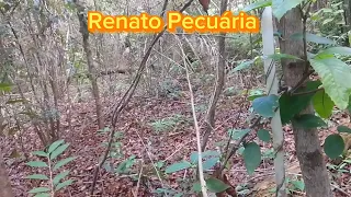 mutuns na minha frente mato fechando e marimbondo de carne e surrão para atrapalhar a filmagem.