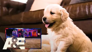 Puppies React to Big Dog Obstacle Course | America's Top Dog (Season 1) | A&E