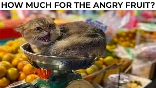 CAT MEMES 2