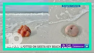 What is a sea pork? All about the blobs spotted on Siesta Key Beach