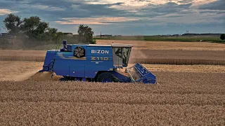 Żniwa 2023 - Pszenżyto 🔵 Bizon BS Z110 Hydrostatic 🔵