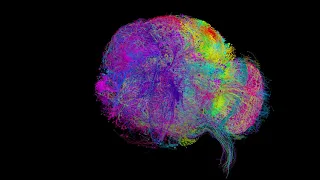 This is the best image of a brain ever