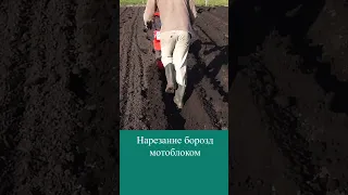 Посадка картофеля мотоблоком