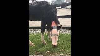 Incredible moment vets stitch scales from a fish to a pony's face