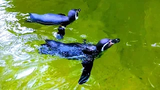 Пингвины. Видео с Пингвинами. Пингвины в Воде. Пингвины Плавают. Футажи для видеомонтажа Видеофутажи