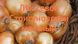 Лук овощной Стригуновский местный 🌿 обзор: как сажать, лук-севок и чеснок лука Стригуновский местный