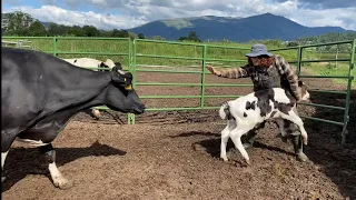 A day in the life of a dairyman