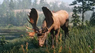 Red Dead Redemption 2 - Moose Locations