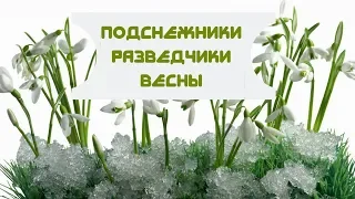 Подснежники - Разведчики Весны