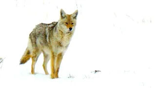 Coyote Hunting | Epic 4k Snow Footage | 6MM ARC AR15 || 2023 ||